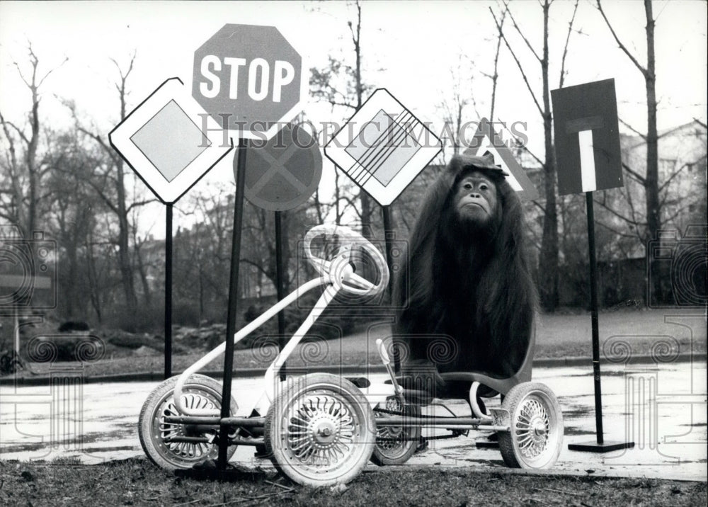 1971 Orangutang Confused By Signs During Her Outing-Frankfurt Zoo - Historic Images