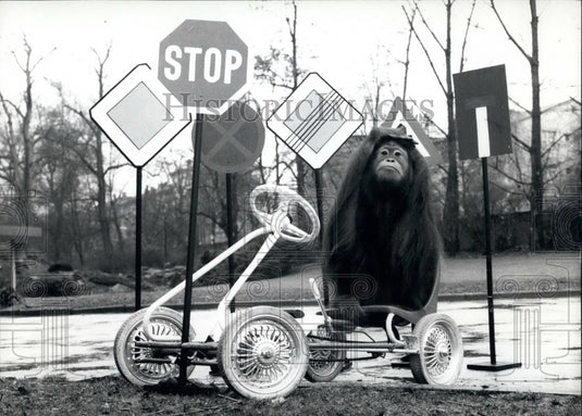 1971 Orangutang Confused By Signs During Her Outing-Frankfurt Zoo - Historic Images