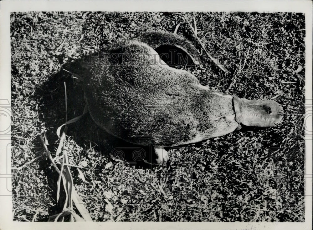 Platypus on the Ground-Historic Images