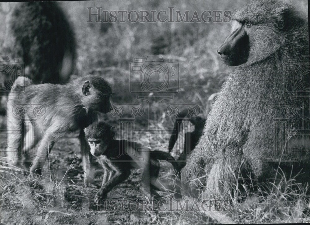 Press Photo The Baboons - Historic Images