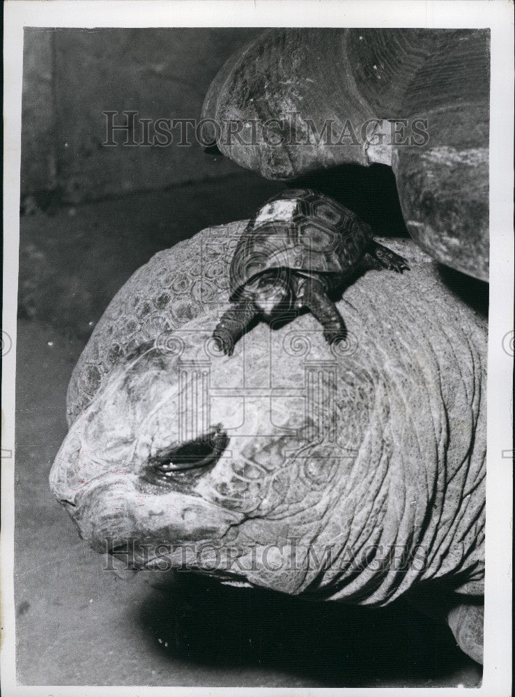 1960 Press Photo Diminutive Giant Tortoise - At the London Zoo - Historic Images