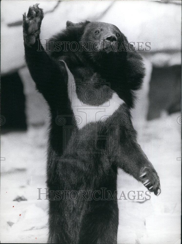 1974 Press Photo He is a tame collar bear of Berlin zoo - KSG03939 - Historic Images