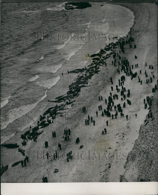 Press Photo Whales Washed Up On Beach At Thronton Loch, Easaat - KSG04079 - Historic Images