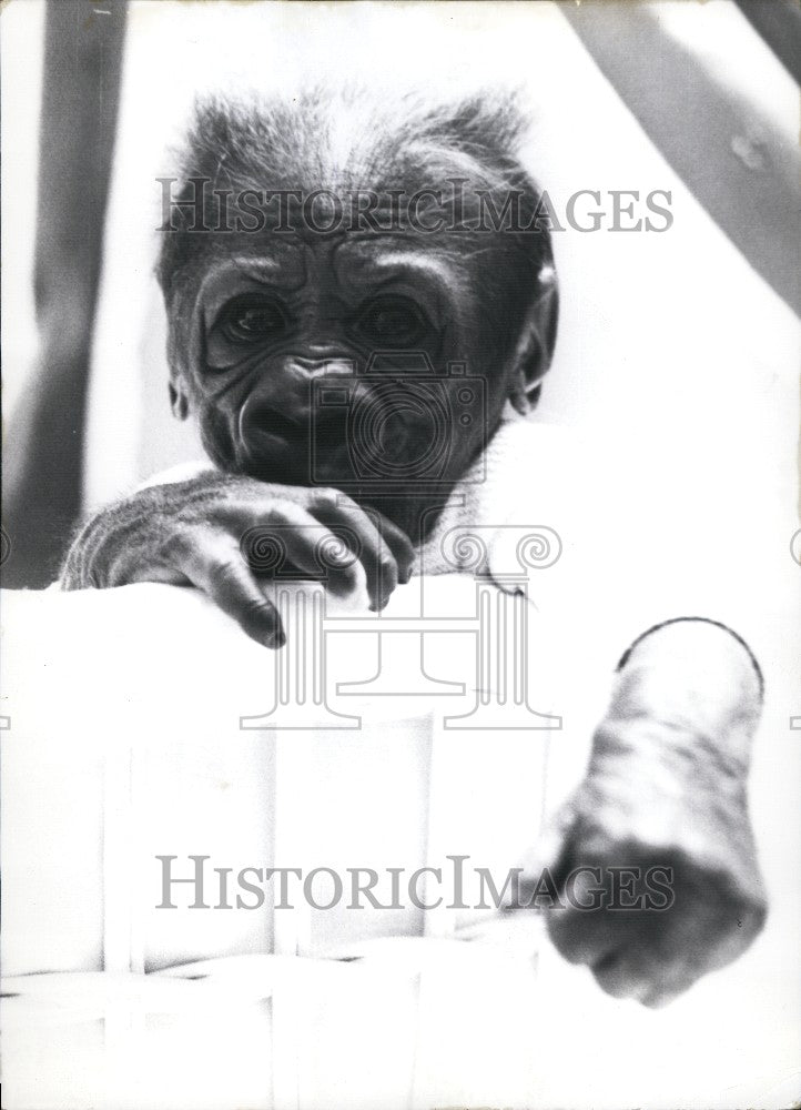 Press Photo Infant Monkey - Historic Images