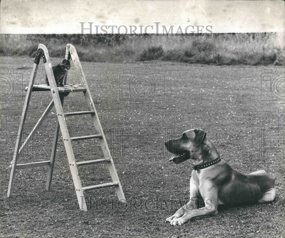 Press Photo Moss, a Great Dane & Kitten - KSG16587 - Historic Images