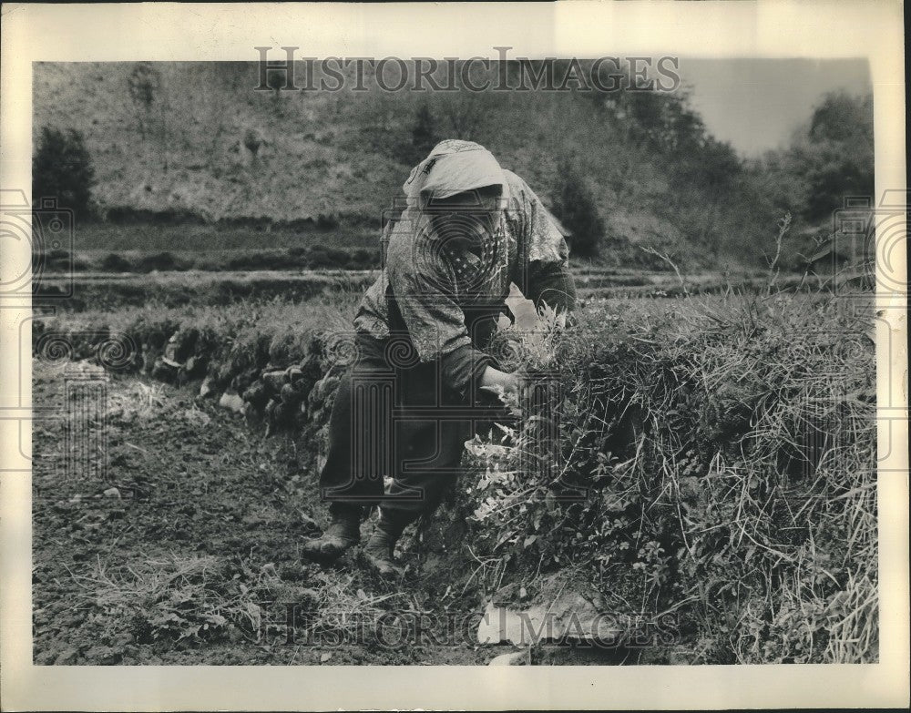 Press Photo Woman In Garden - KSG16635 - Historic Images