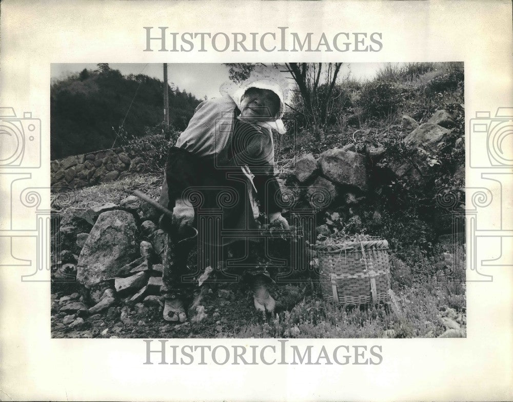  Woman Picking Food - Historic Images