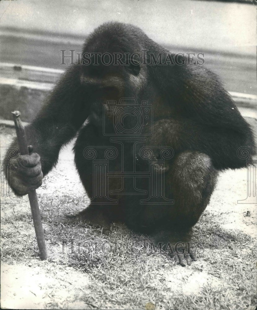 Press Photo Aruns, a 7 Year Old Gorilla at Nigeria&#39;s Ibaden Zoo - Historic Images