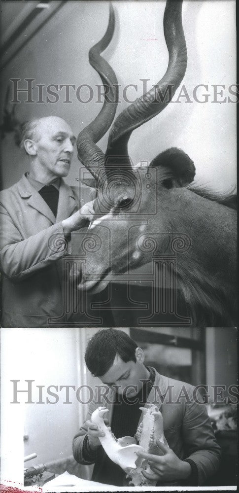 1965 Press Photo Rudolf Sanders with a Kudu-Antilope - Historic Images