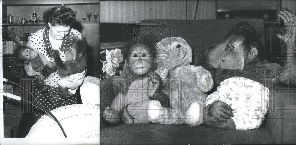 1966, Orangutan Babies in Germany. - KSG16957 - Historic Images