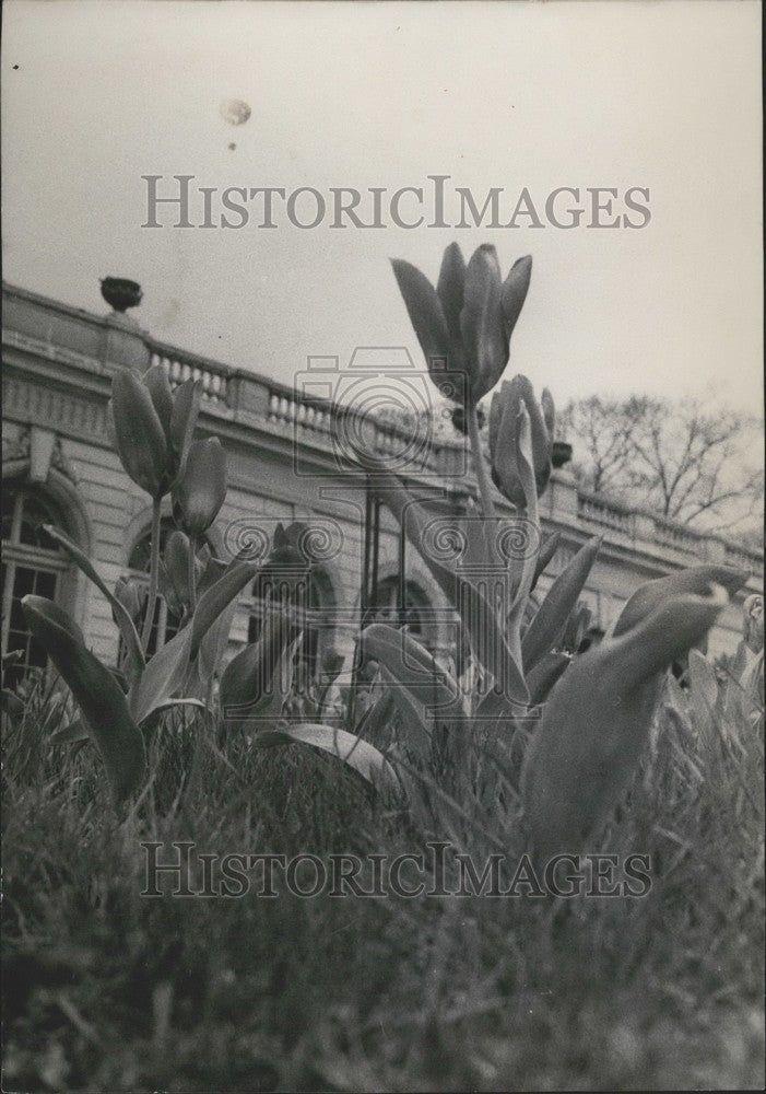 1953 Press Photo, Paris Tulip Exposition - KSK01013-Historic Images