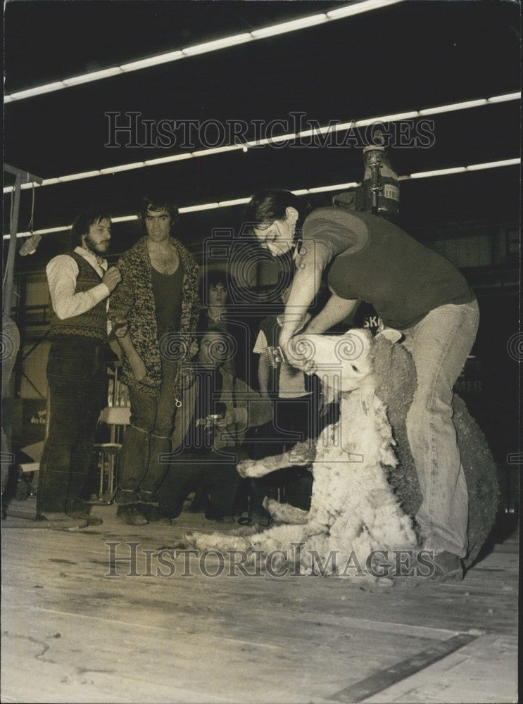 1979 Press Photo Girl Shears Sheep - Historic Images