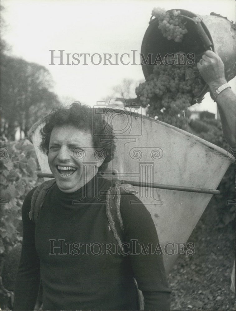 1973, Jacques Martin in the Cognac Vineyards to Pick Grapes - Historic Images