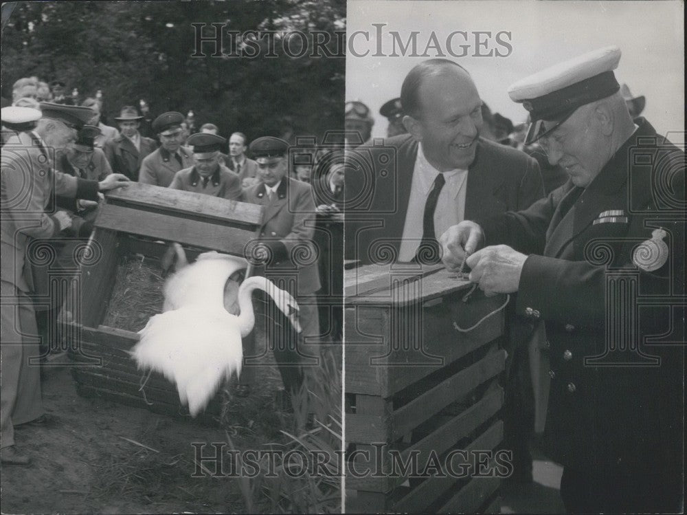 1953, Swans donated to Germany's botanic garden by Britain. - Historic Images