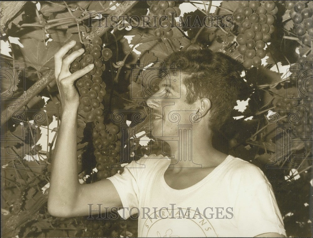 1971, Belgian Runner Emile Puttemans in his Father&#39;s Vineyard - Historic Images