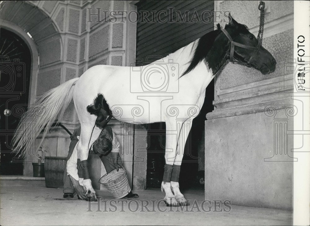 Press Photo Oriental Pony - Historic Images