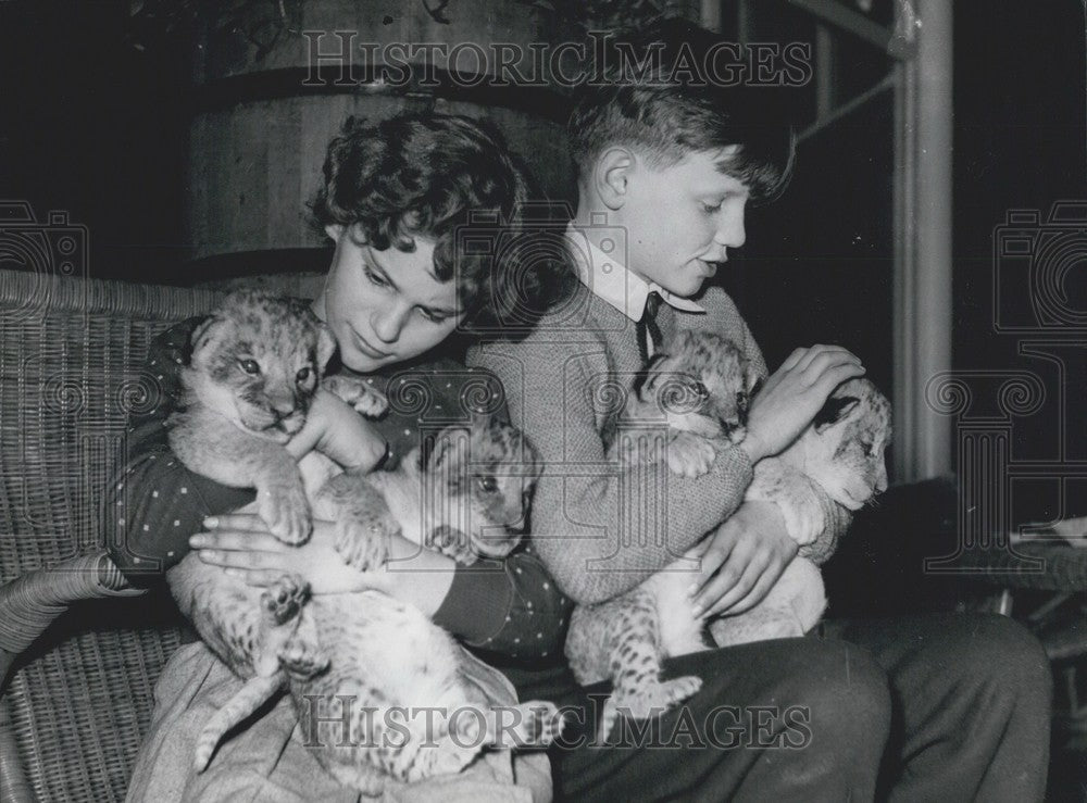 Press Photo Lion cubs in Frankfurt - Historic Images