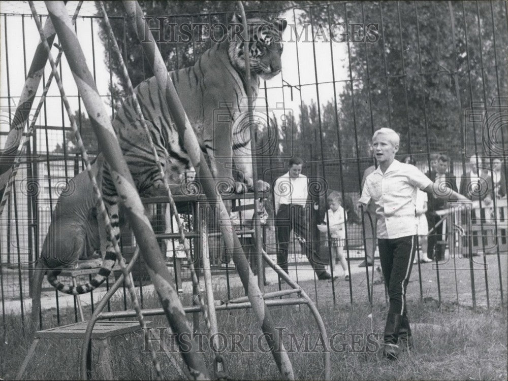 Press Photo Tiger Dressage with Teddy-Historic Images