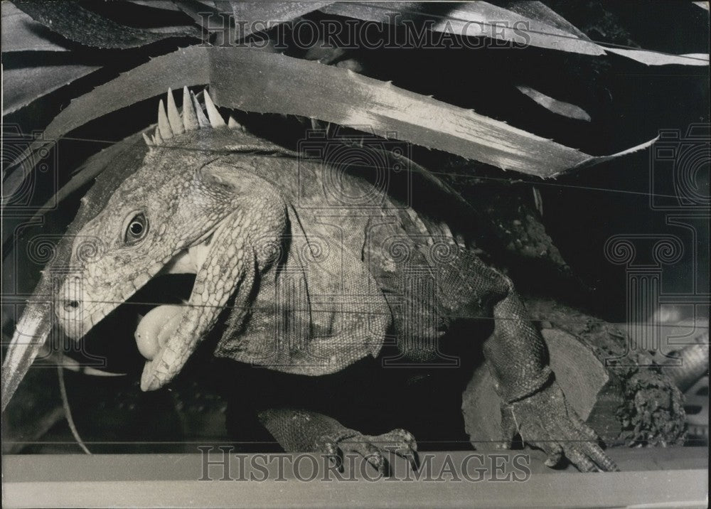 1968 Press Photo Rock Iguana &quot;Wilhelmina&quot; at Stuttgart Zoo. - Historic Images