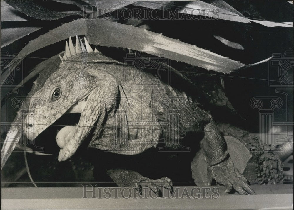 1968 Press Photo Rock Iguana "Wilhelmina" at Stuttgart Zoo. - Historic Images