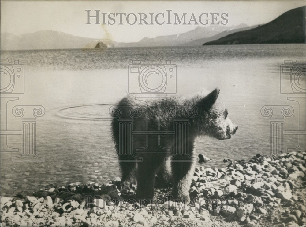 1971, Brown Bear - Historic Images