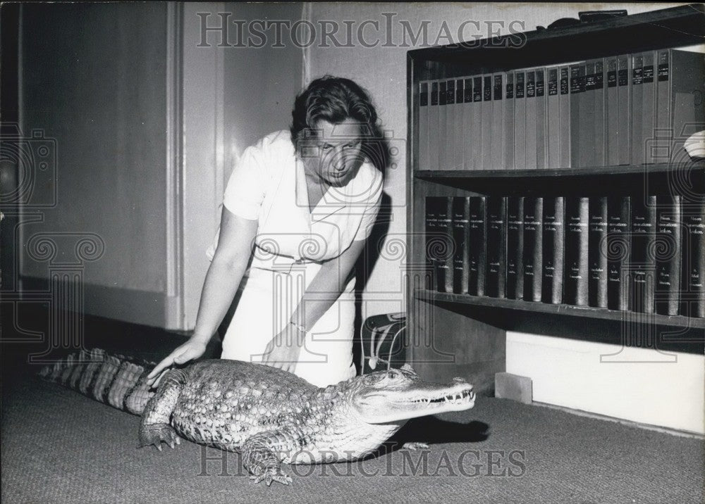 1966 Press Photo Crocodile as Pet in Germany - Historic Images