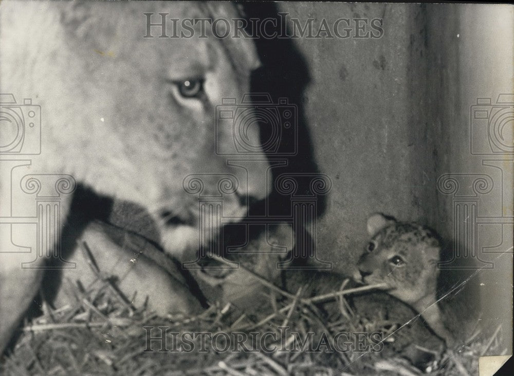 1974, Two Lion Cubs Watch Mother Vincennes Zoo - Historic Images