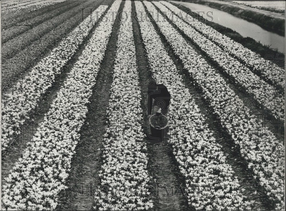 1979, Lisse Farmer Visits Tulip Field Near Amsterdam - Historic Images