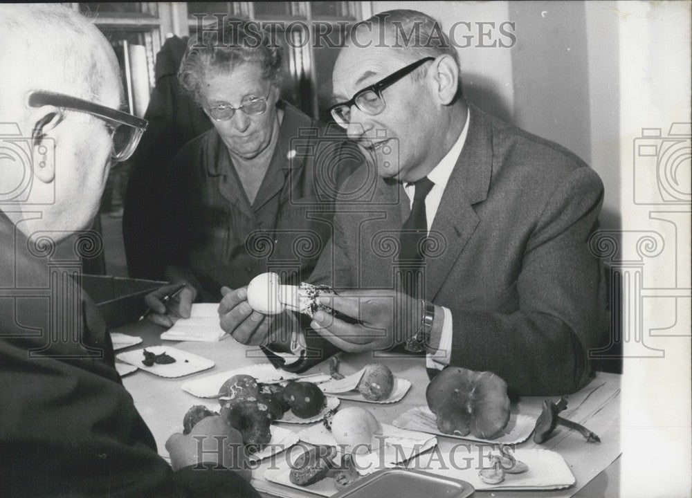 1967, Professors Examine Mushrooms in Germany. - Historic Images