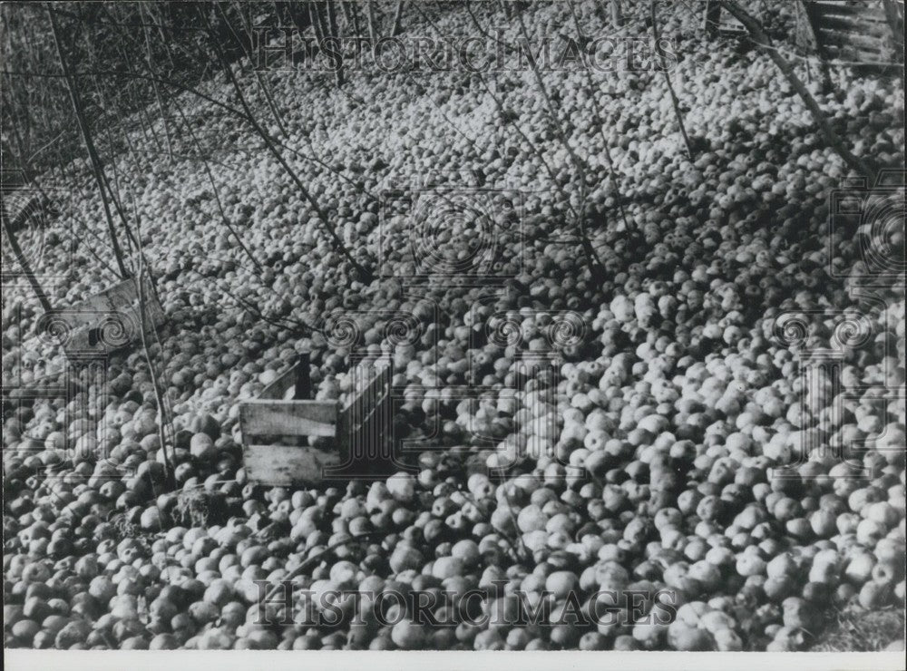 1969 Press Photo Ruined Apples in the Auvezere Gorge-Historic Images