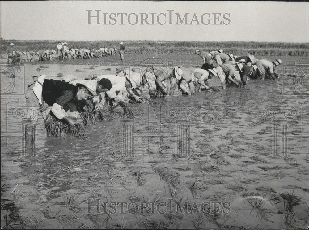 1962, Spanish Farmhands Work Flooded Rice Fields, La Camargue - Historic Images