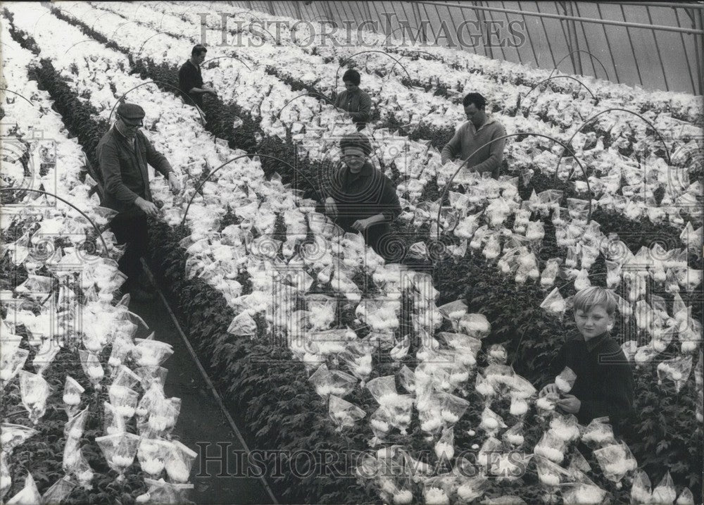 1966 Press Photo Walter Werner Greenhouse - Chrysanthemums-Historic Images