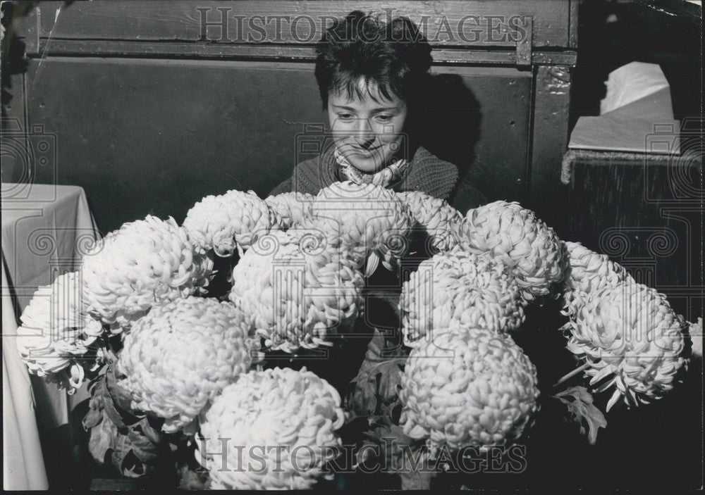 1962 Press Photo Pretty Chrysanthemums Exposition House of Horticulture Paris-Historic Images