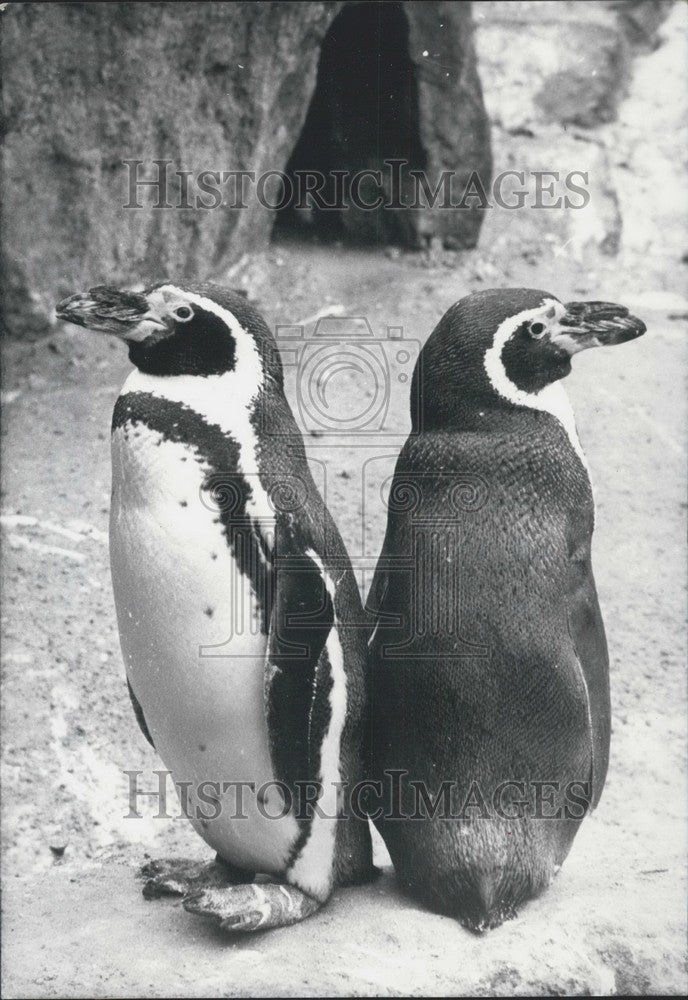 1969, Penguins at Berlin Zoo. - Historic Images