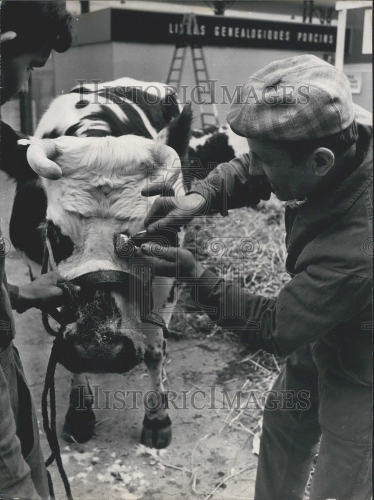 1971 Press Photo Man Grooms Cow, Paris Agricultural Fair, Porte de Versailles-Historic Images