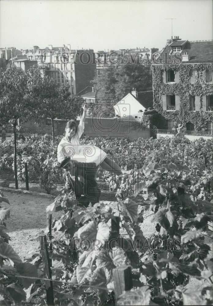 1960 Lisette &  Workers Walk Montmartre Vineyard & Taste Ripe Grapes - Historic Images