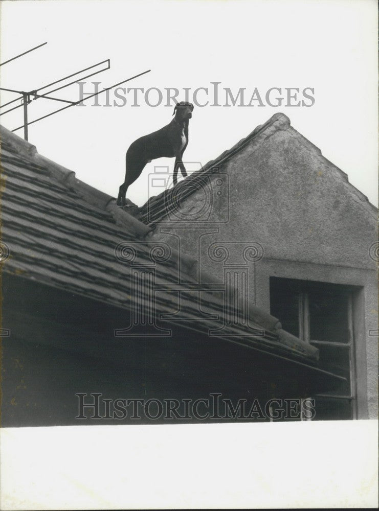 1973 Press Photo Dog Stuck on a Roof - Historic Images