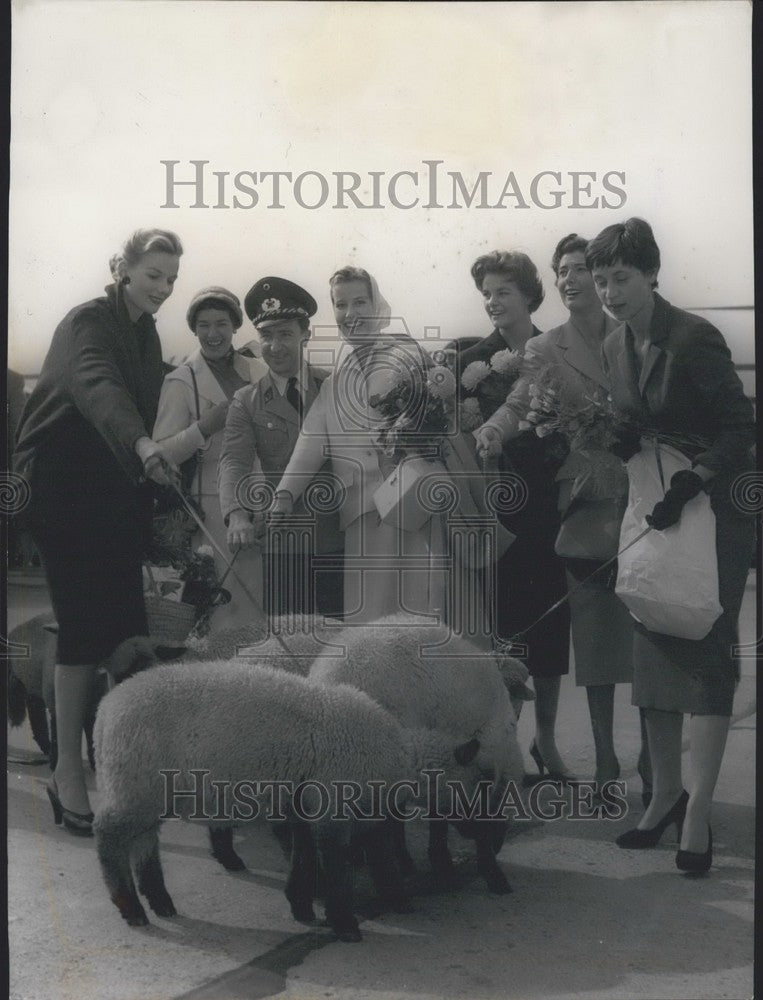 1955, Sheep Greet Models at Duesseldorf Airport. - Historic Images