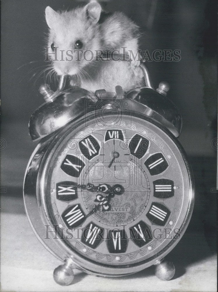 1967 Mouse on Alarm Clock. Germany - Historic Images