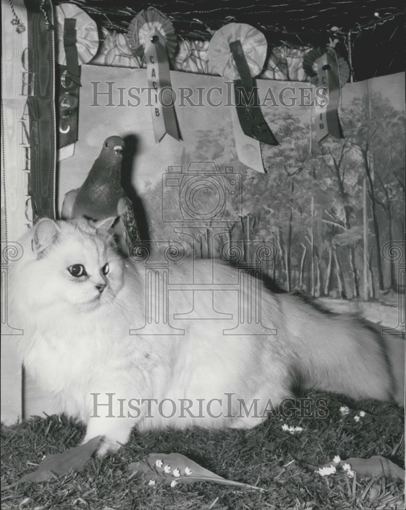 1962, A White Persian Cat with a Pigeon Friend - Historic Images