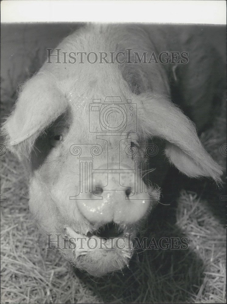 1962 Press Photo Pig at Paris Agricultural Fair - Historic Images