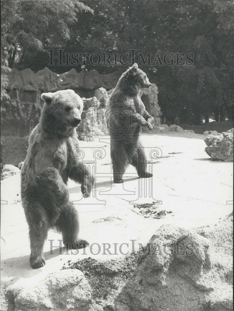 1973 Press Photo Dancing Bears Bois de Boulogne Zoological Park Paris-Historic Images