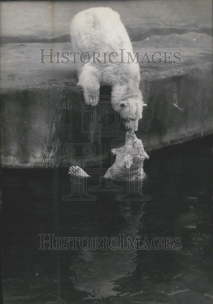 Press Photo Polar Bears Playing in the Pool - Historic Images