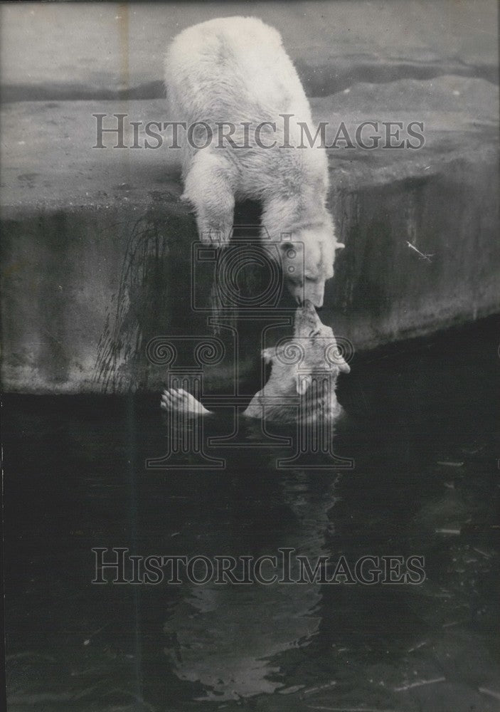 Press Photo Polar Bears Playing in the Pool - Historic Images
