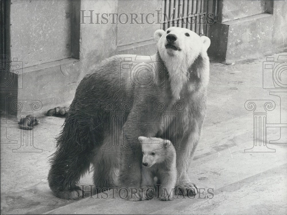 1975 Press Photo "Okak" Bear Cub w Mother Bear "Esquimo" Thoiry African Reserve - Historic Images