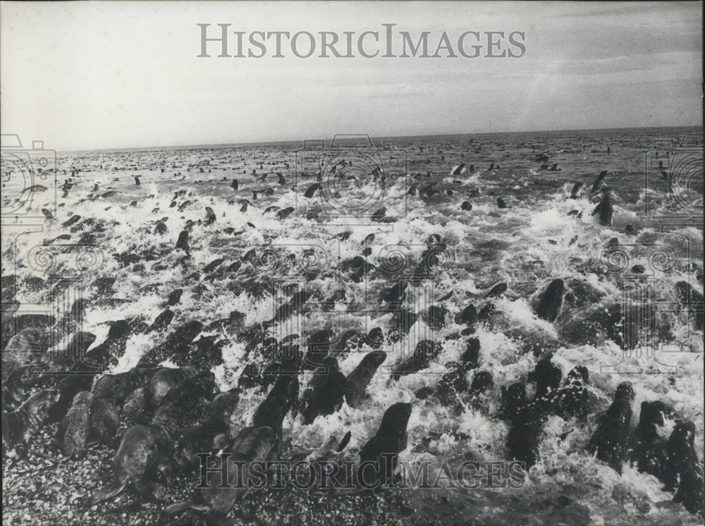 1970 Press Photo Seals Taking Ocean Bath, Seal Island, USSR - Historic Images