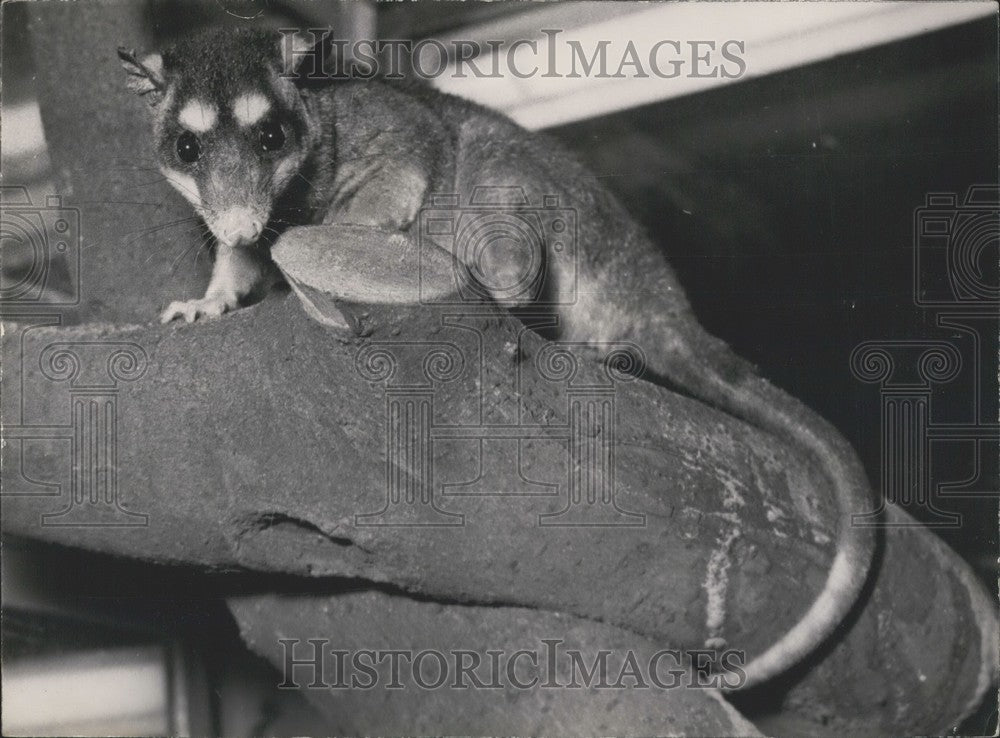 Press Photo Opossum at The Jardin Des Planets - Historic Images