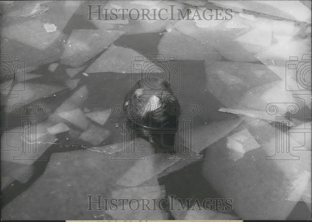 1954 Press Photo Seal Swimming in an Icy Pool-Historic Images