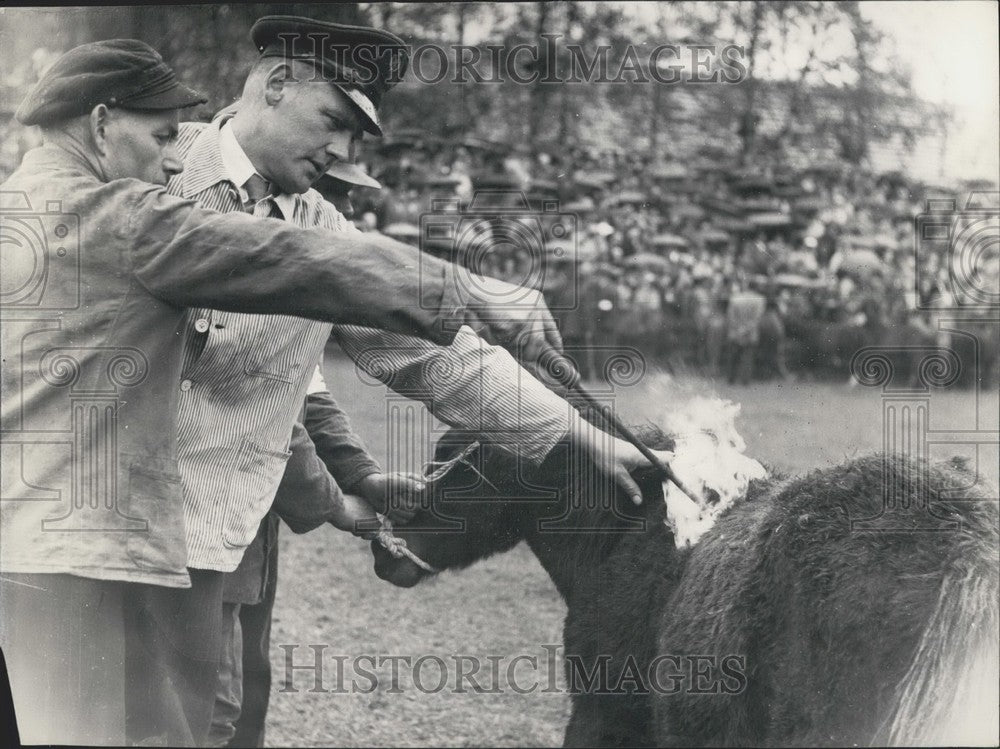 1954 Press Photo Horse Branded in Westfalen, Germany. Wild Horse Preservation. - Historic Images