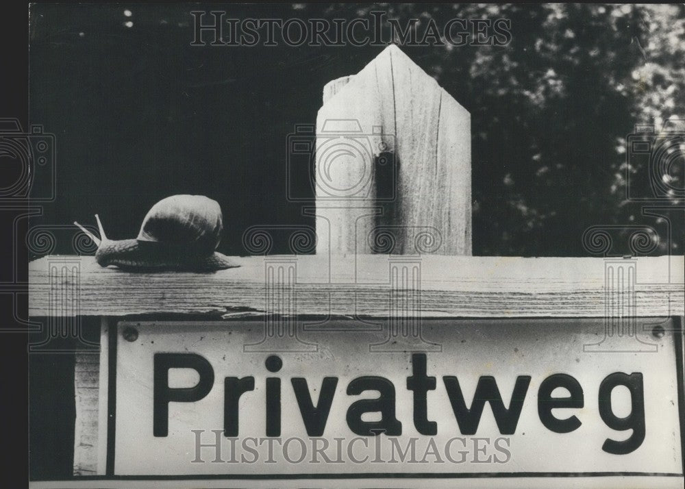 1977 Press Photo Snail Scooting Along a Sign - Historic Images